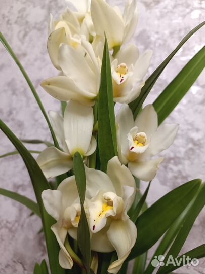 Орхидея цимбидиум