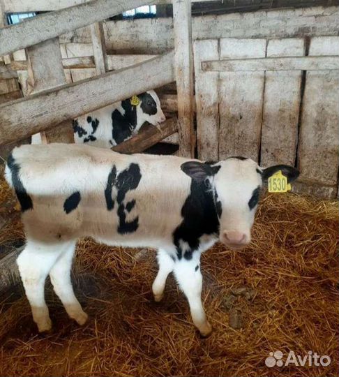 Телята бычки