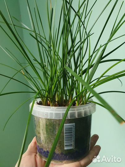 Зефирантес белый