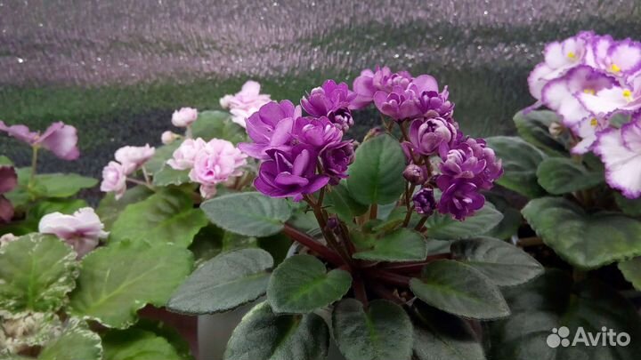 Фиалки сортовые