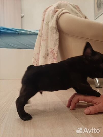 Продаётся щенок