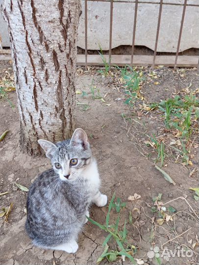 Котенок в добрые руки