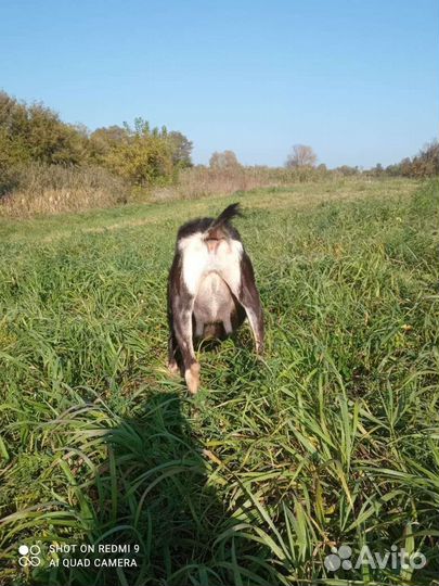 Коза Ла-Манча