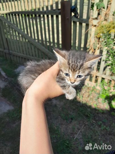 Котенок нуждается в помощи