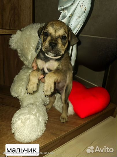 Кадебо щенки