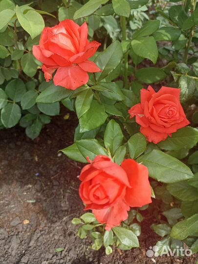 Кусты роз флорибунда, чайногибридные и др