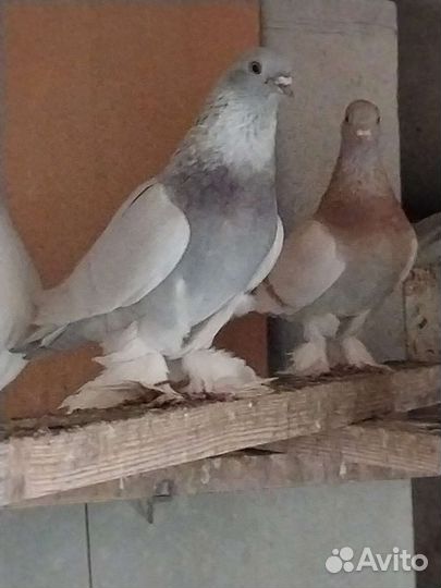 Голуби