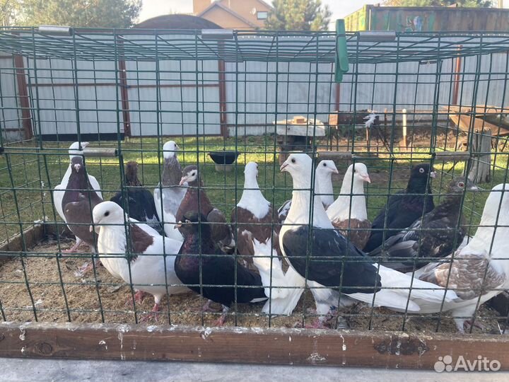 Голуби для души