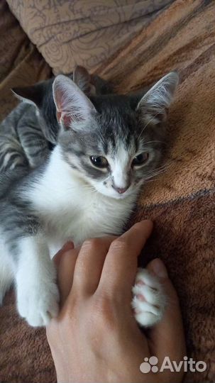 Котенок,кошка