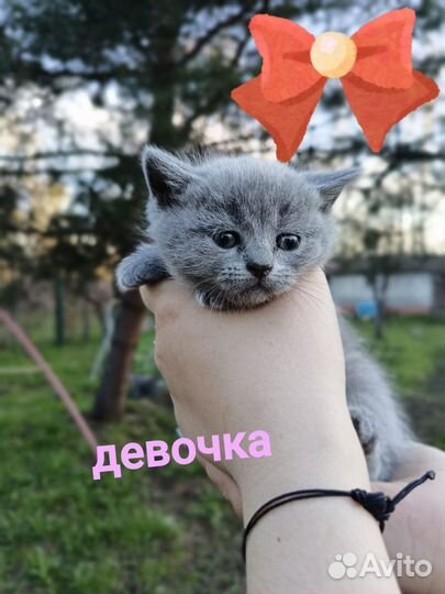 Британская