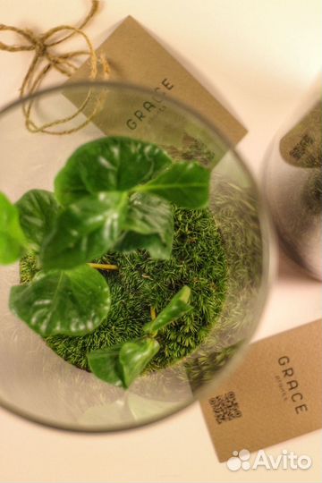 Экосистема (флорариум)