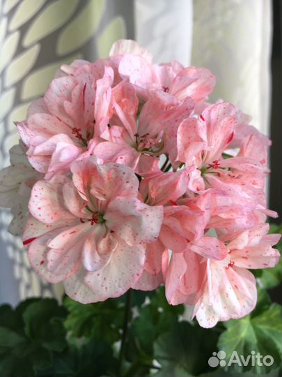 Пеларгония Diane Louise, цветущий кустик