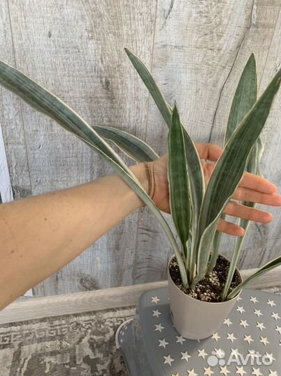 Сансевиерия