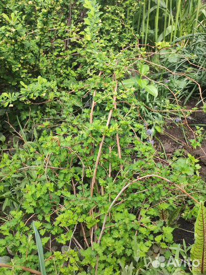 Стефанандра