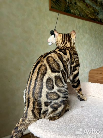 Бенгальская кошечка