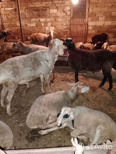 Овцы бараны кочкары