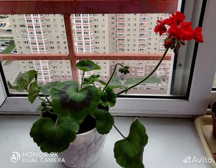 Герань красная