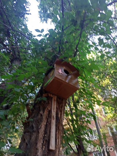 Скворечник читат каьалог про птиц