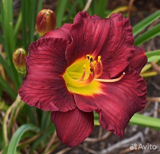 Лилейник бордовый