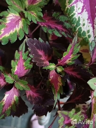 Колеусы из семян и вегетативные