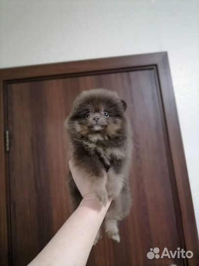 Померанцы