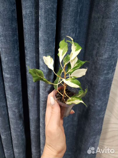 Фикус Керли