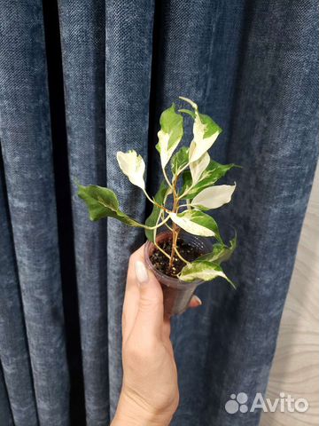 Фикус Керли