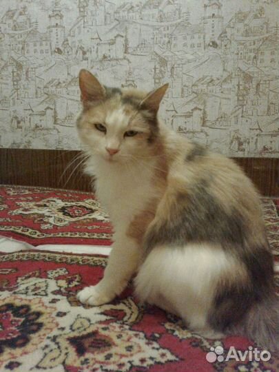 Кошечка трехцветка в добрые руки