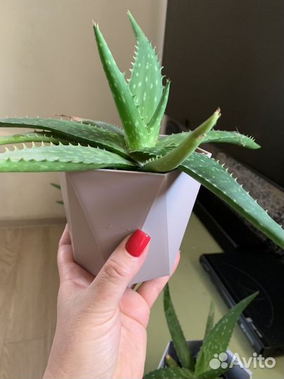 Алоэ вера и алоэ (столетник )