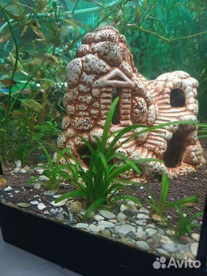 Аквариумные растения