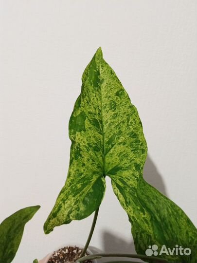 Сингониум Мохито