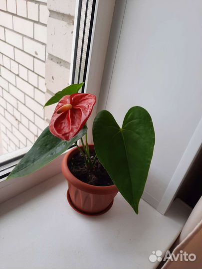 Педилантус и Традесканция,Антуриум