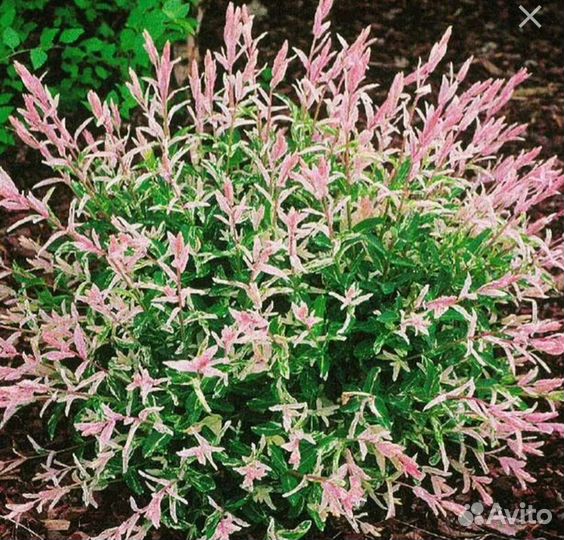 Ива цельнолистная Хакуро Нишики