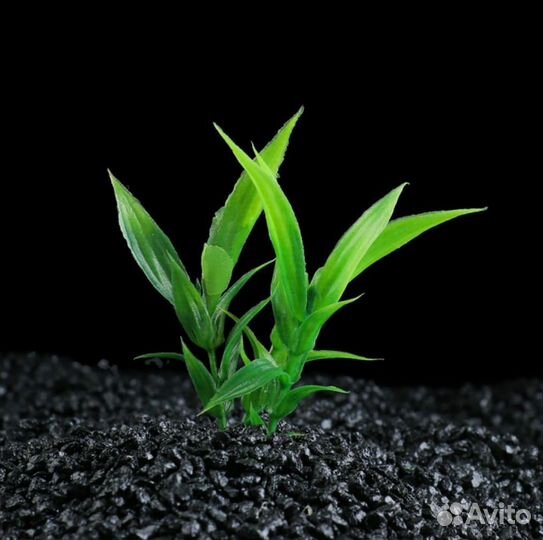 Набор аквариумных растений