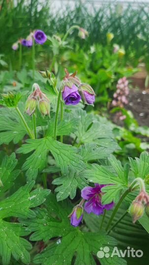 Многолетняя махровая герань