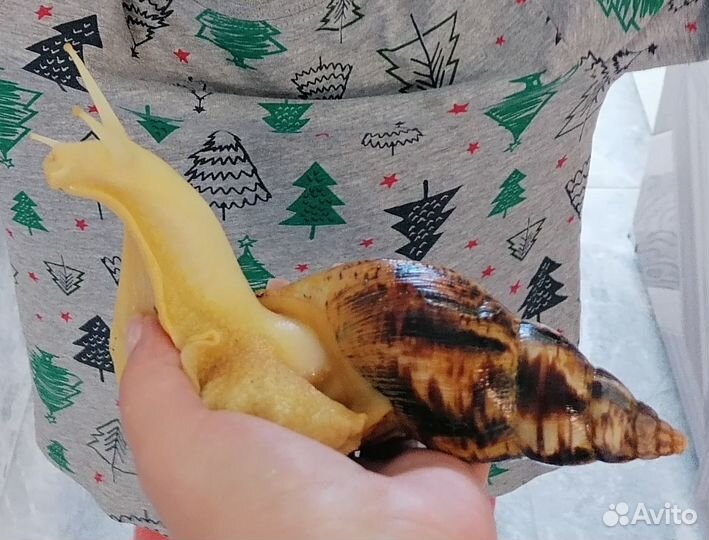 Улитки Ахатины ретикулята