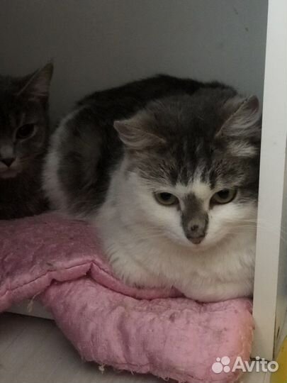 Кошка Луша ищет дом