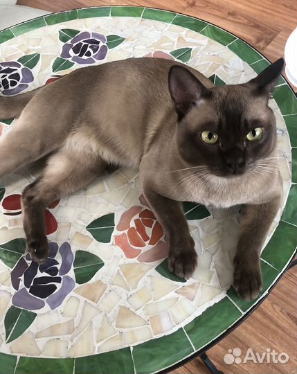 Бурманский кот