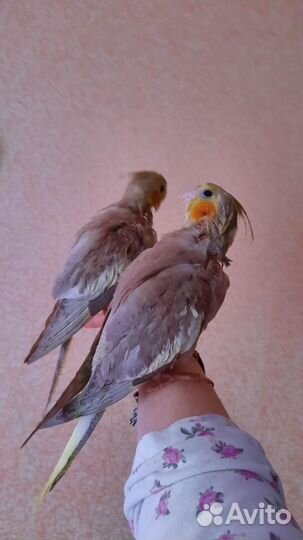Полностью Ручной Попугай кореллы птенцы