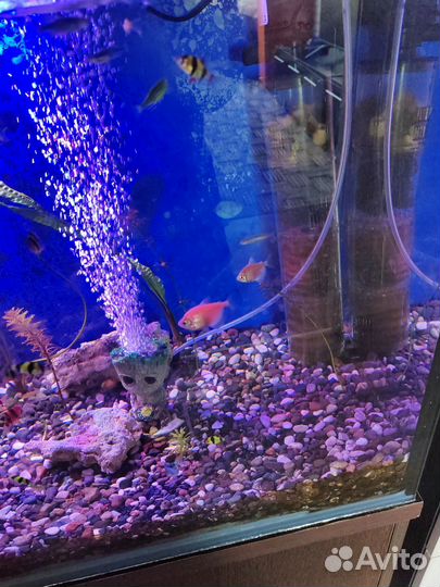 Аквариум
