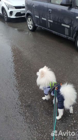 Собаки Вязка