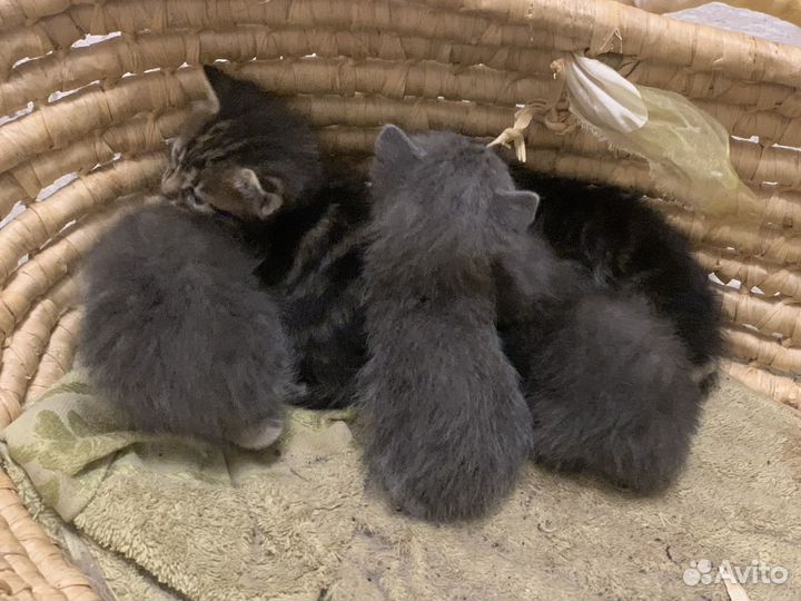Раздадим котят бесплатно