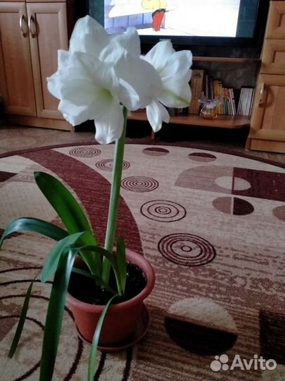 Гиппиаструм