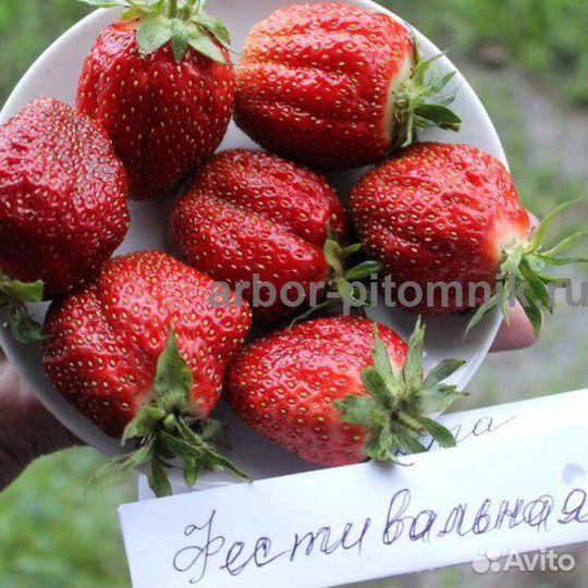 Клубника фестивальная