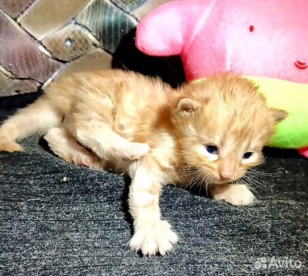 Котенок в добрые руки