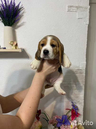 Продам щенка