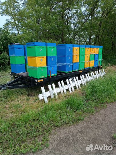 Продам пасеку