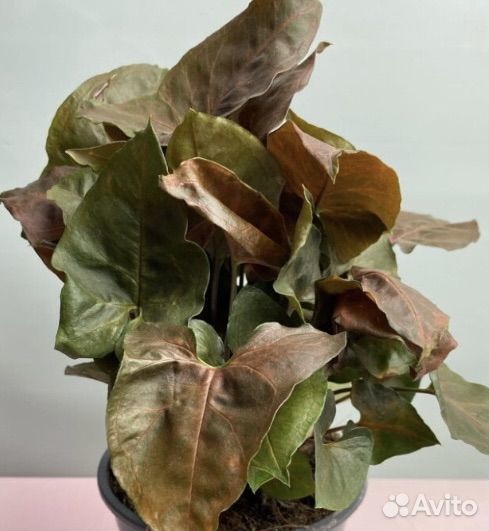 Сингониум брокант