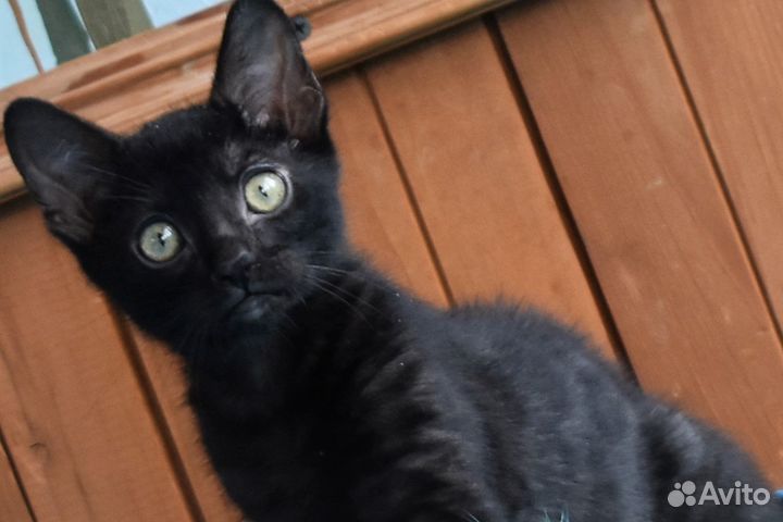 Бенгальский кот меланист