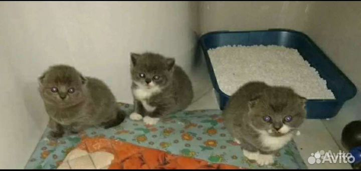 Шотландские котята